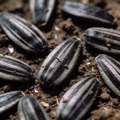 Mahogany Sunflower Seeds for Garden Planting