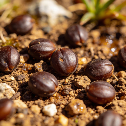 Moraea Alticola Flower Seeds for Garden Planting