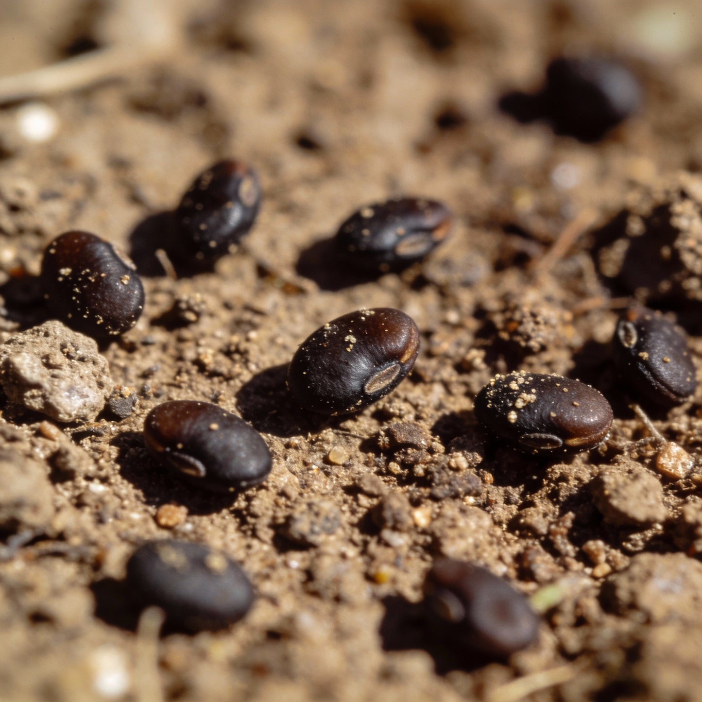 Blue Rock Cress Seeds – Perennial Ground Cover Garden Blooms