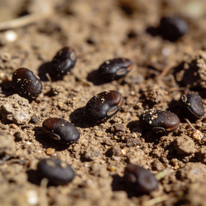 Blue Rock Cress Seeds – Perennial Ground Cover Garden Blooms