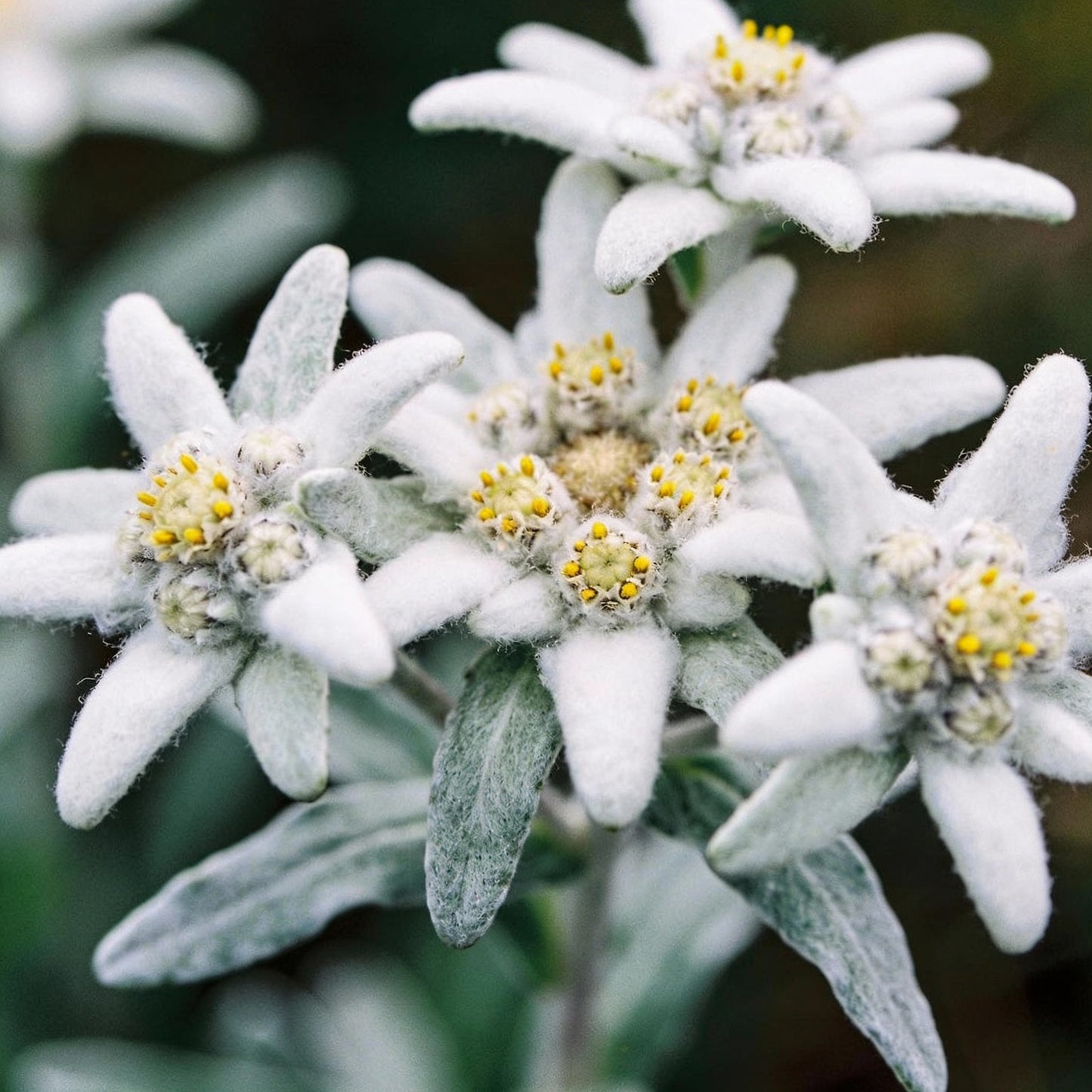 Nema Edelweiss Leontopodium Alpinum Flower Seeds for Garden Planting