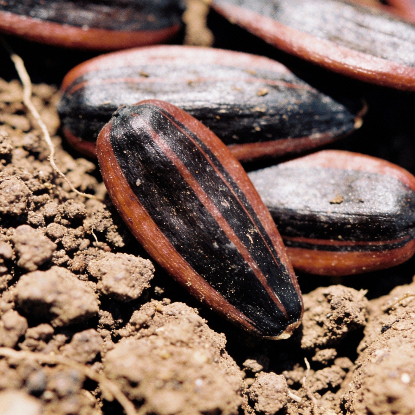 Moulin Rouge Sunflower Seeds - Red Sunflower Seeds for Garden
