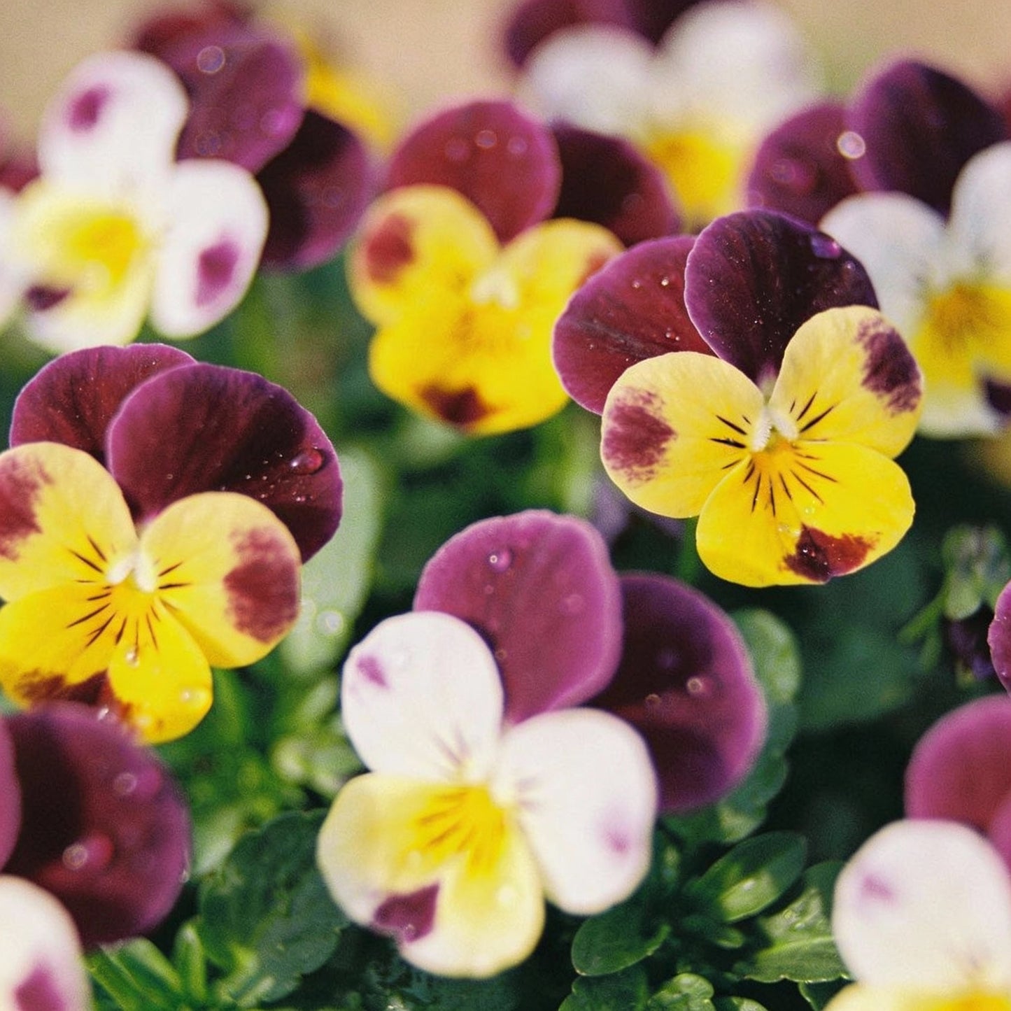 Mini Pansy Flower Seeds - Pansy Flower Seeds for Garden