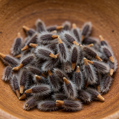 Pulsatilla Alpina Apiifolia Flower Seeds for Garden Planting