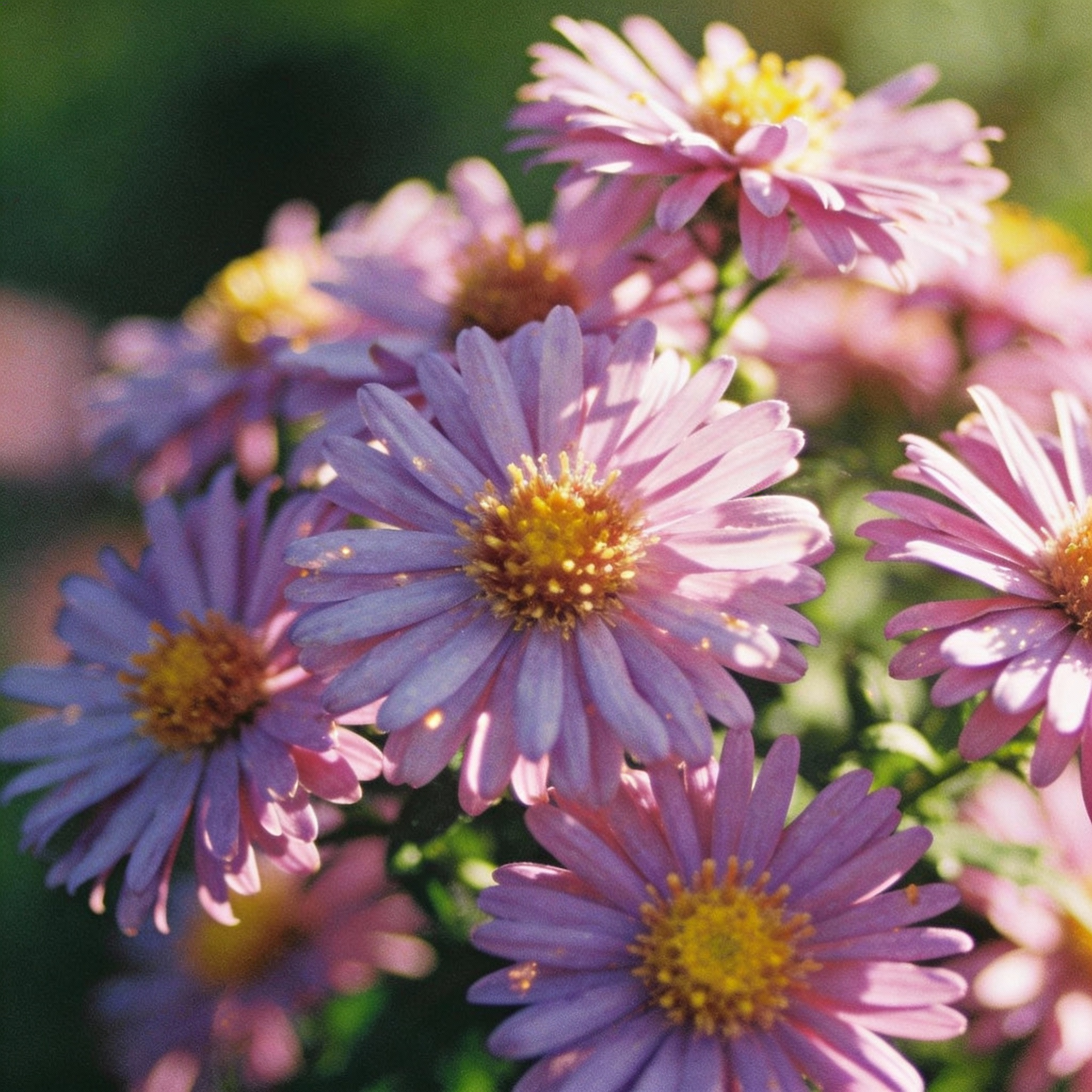 mauve-aster-flower-seeds-aster-flower-seeds-for-garden