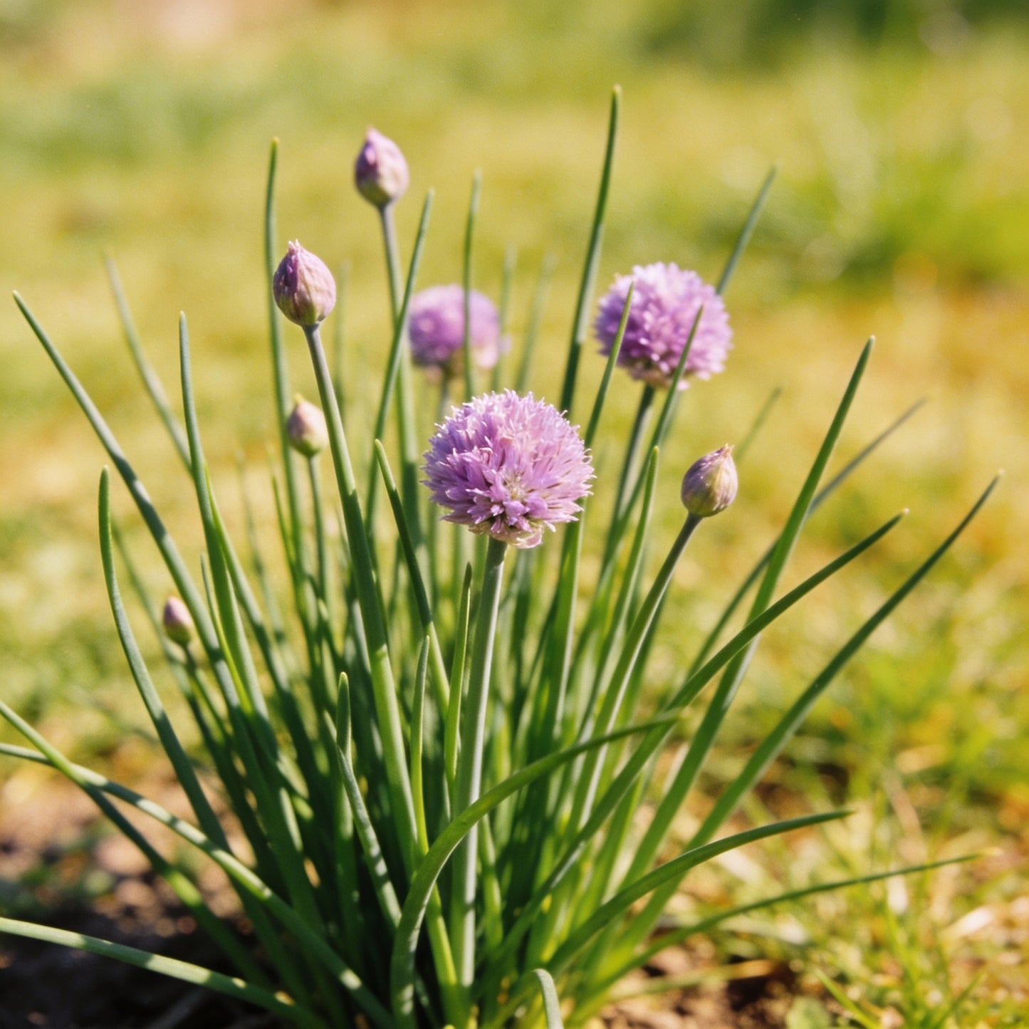 Chives Perennial Flower Seeds for Garden Planting