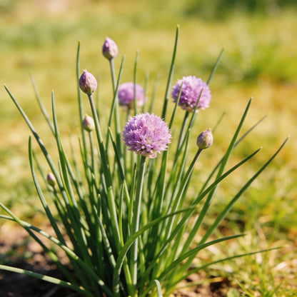 Chives Perennial Flower Seeds for Garden Planting
