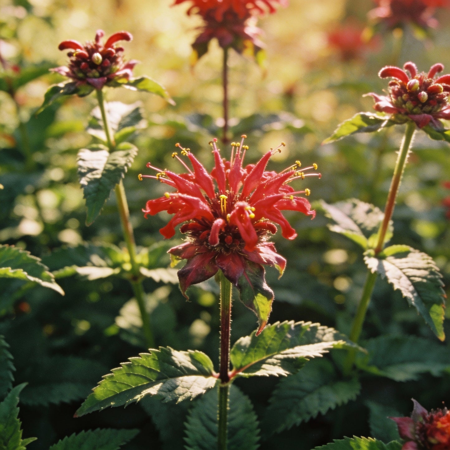 Monarda Didyma Bergamot Flower Seeds for Garden Planting