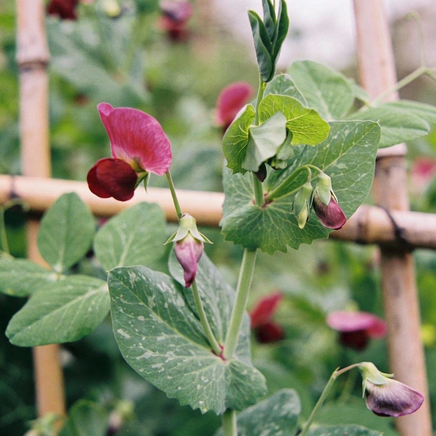 Sweet Pea Beaujolais Flower Seeds for Garden Planting