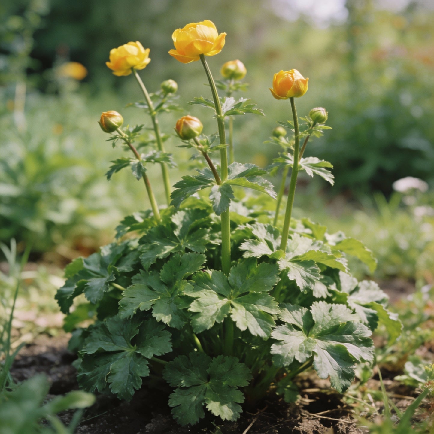 Trollius Golden Queen Seeds for Garden Planting