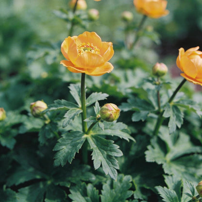 Trollius Golden Queen Seeds for Garden Planting