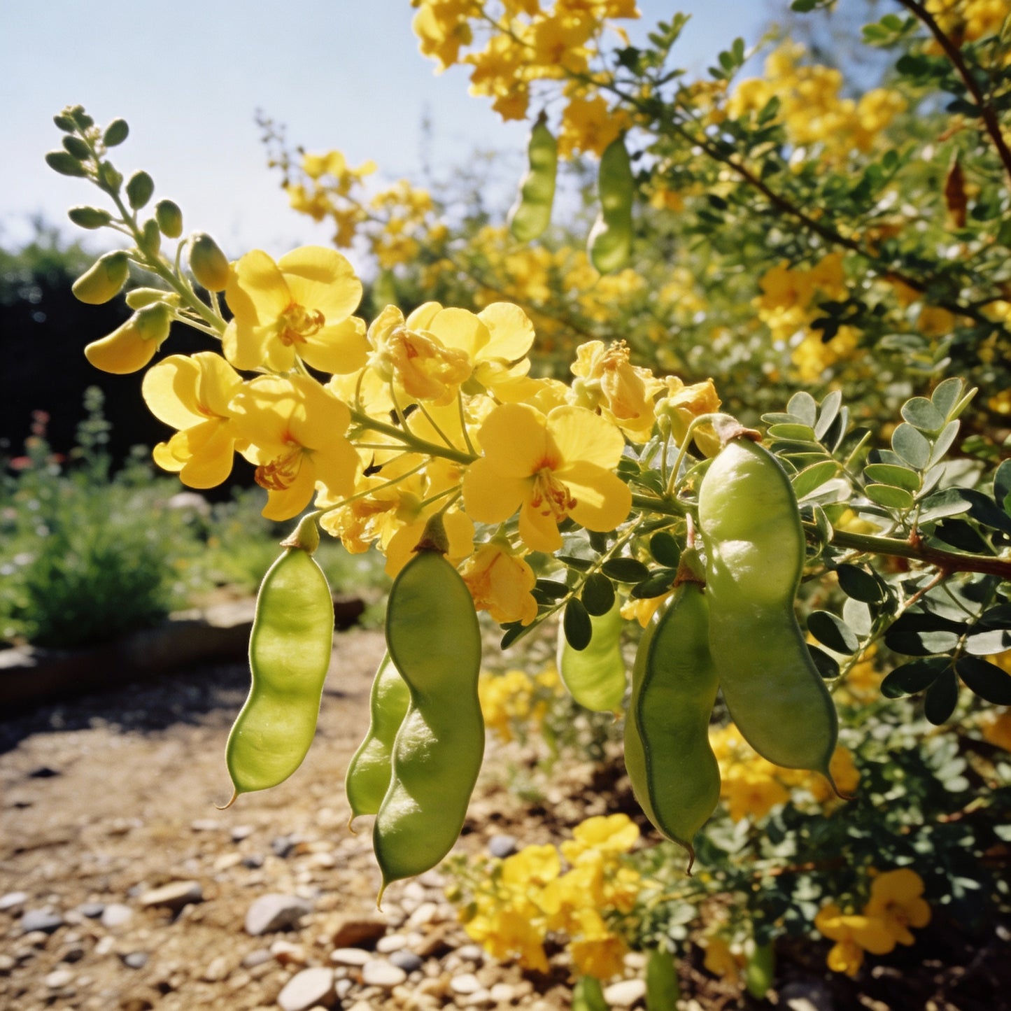 Bladder Senna Flower Seeds for Garden Planting