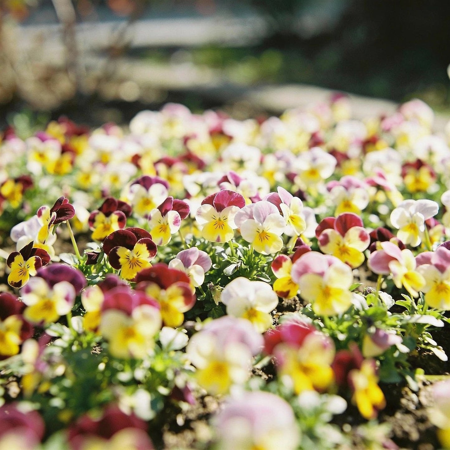 Mini Pansy Flower Seeds - Pansy Flower Seeds for Garden