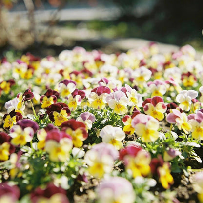 Mini Pansy Flower Seeds - Pansy Flower Seeds for Garden