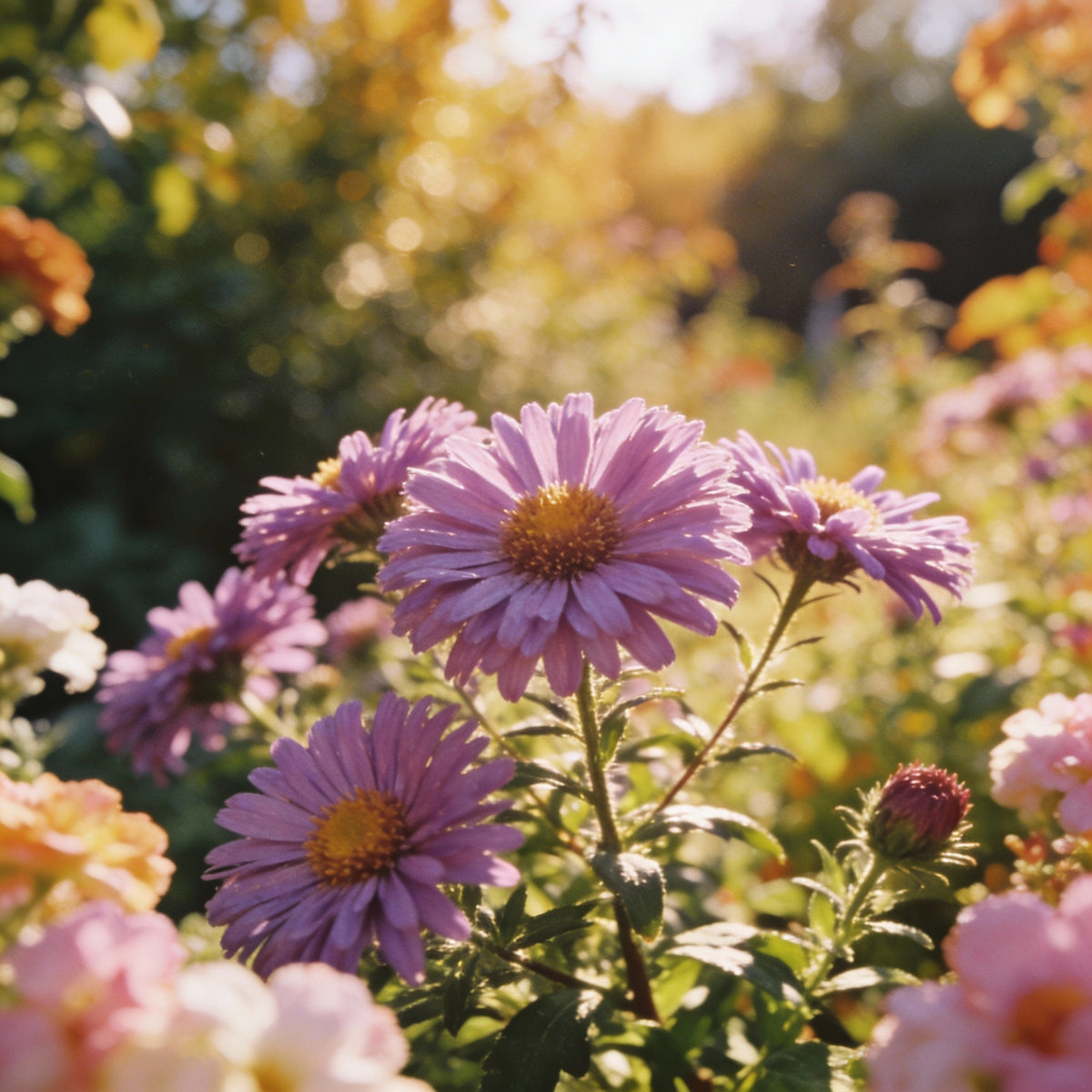 Mauve Aster Flower Seeds - Aster Flower Seeds for Garden