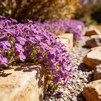 Rockcress Purple Seeds - Aubrieta Ground Cover Flower Seeds for Garden