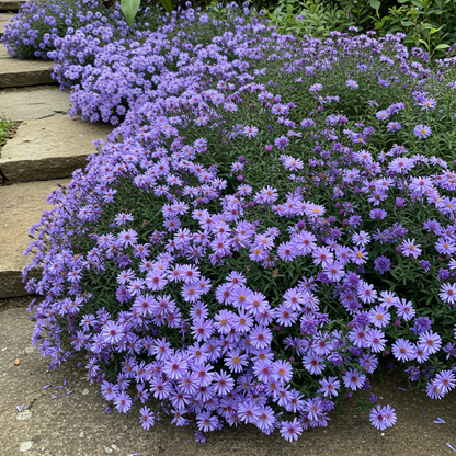 Aster Tongolensis Wartburg Star Seeds for Garden Planting
