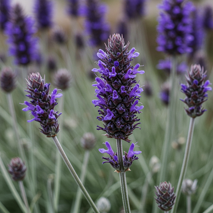Spanish Lavender Lavandula Stoechas Seeds - Lavender Flower Seeds for Garden
