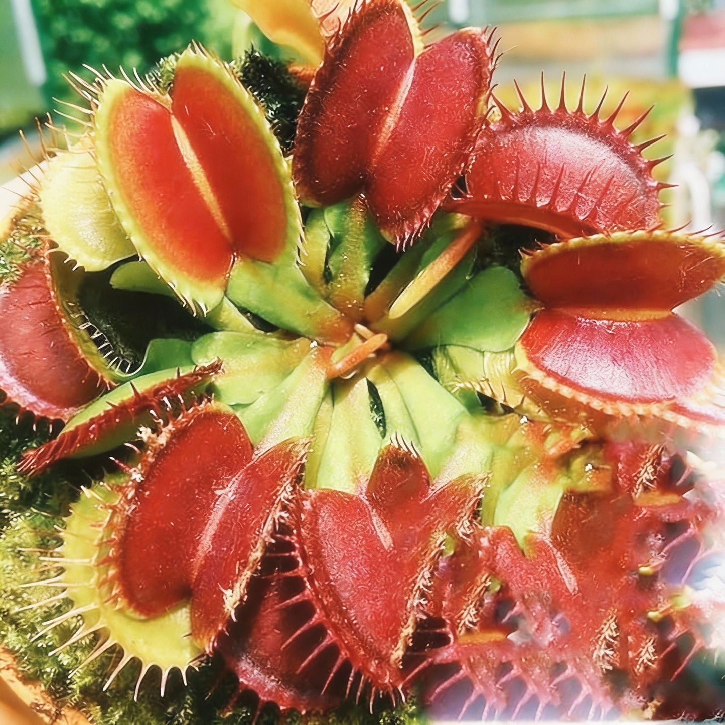 Venus Flytrap Seeds – Dionaea muscipula Carnivorous Plant for Home & Garden