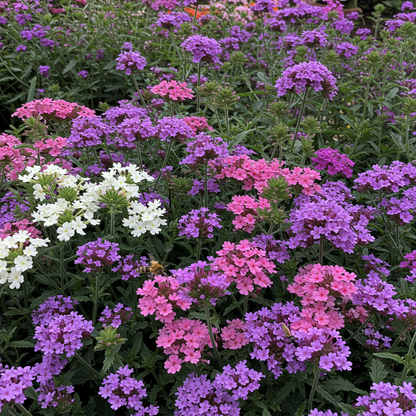 Verbena Quartz Series Mixed Seeds for Garden Planting