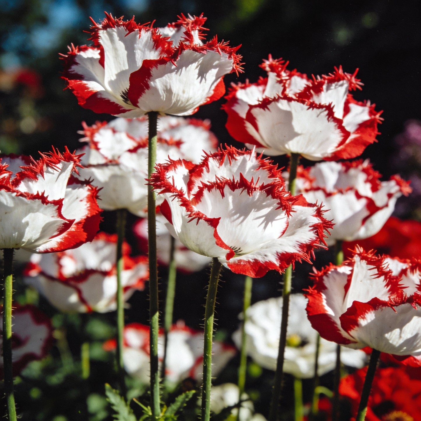 Papaver Poppy Victoria Cross Seeds for Garden Planting