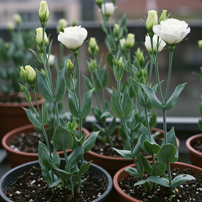 Rari White Eustoma Seeds for Garden Planting