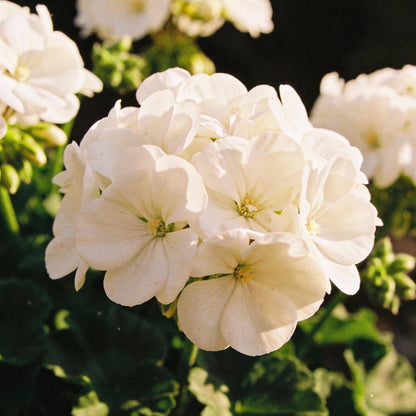 White Geranium Pelargonium Seeds - White Geranium Flower Seeds for Garden