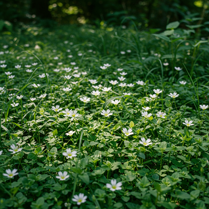 Chickweed Flower Seeds - Chickweed Flower Seeds for Garden