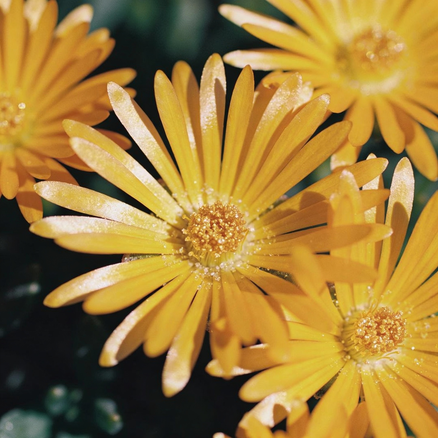 Yellow Ice Plant Delosperma Seeds for Garden Planting