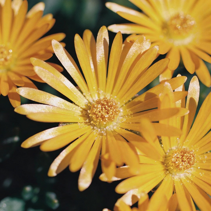 Yellow Ice Plant Delosperma Seeds for Garden Planting