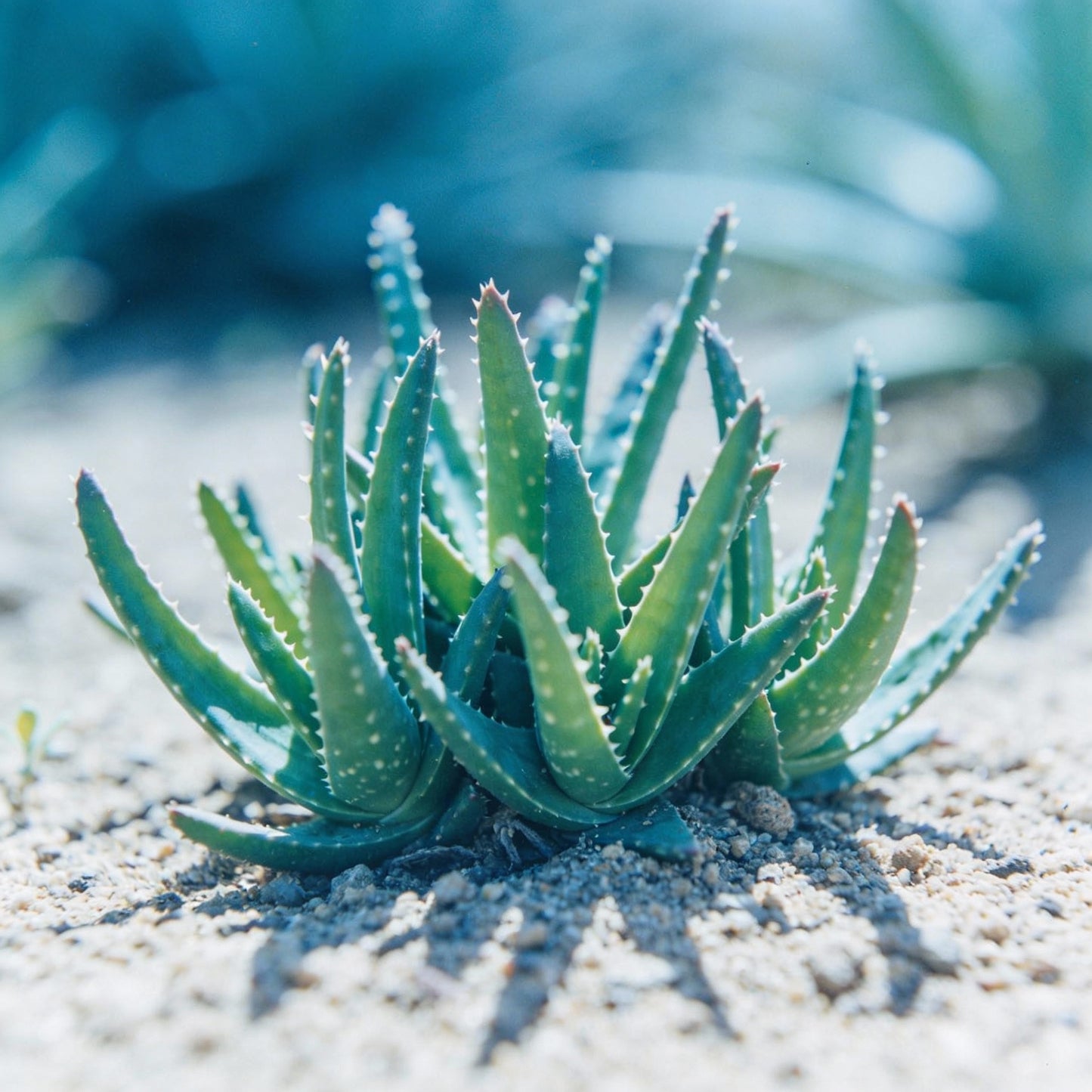 Aloe Weed Blue Flower Seeds For Planting