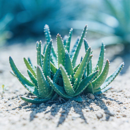 Aloe Weed Blue Flower Seeds For Planting