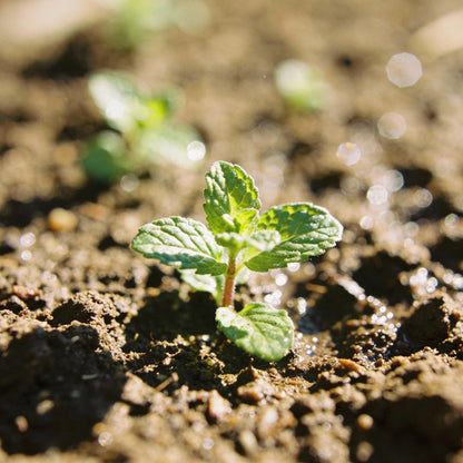 Organic Applemint Seeds – Fresh, Aromatic Herb for Gardens & Culinary Use