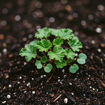 Burgundy Geranium Flower Seeds for Garden Planting