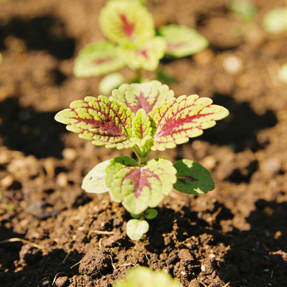 Coleus Giant Exhibition Palisandra Seeds - Deep Purple-Black Foliage
