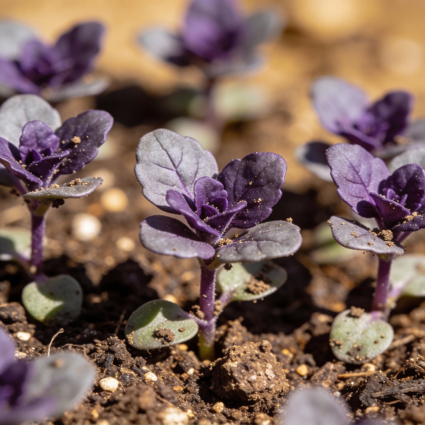 Deep Purple Lavender Seeds – Rich Fragrant Blooms for Gardens & Landscaping