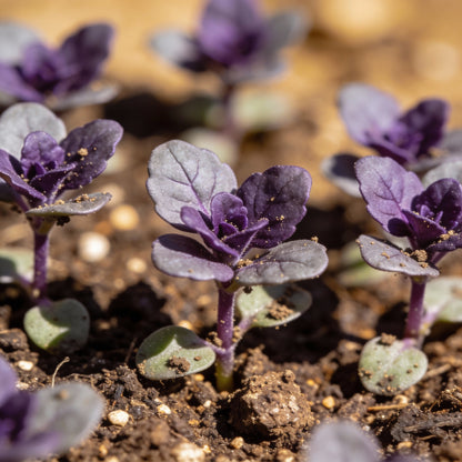 Deep Purple Lavender Seeds – Rich Fragrant Blooms for Gardens & Landscaping
