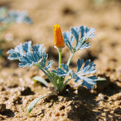 Eschscholtzia Orange King Seeds for Garden Planting