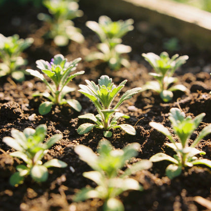 Lilac Aster Flower Seeds for Garden Planting