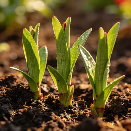 Lillium Asiatic Red Seeds for Garden Planting