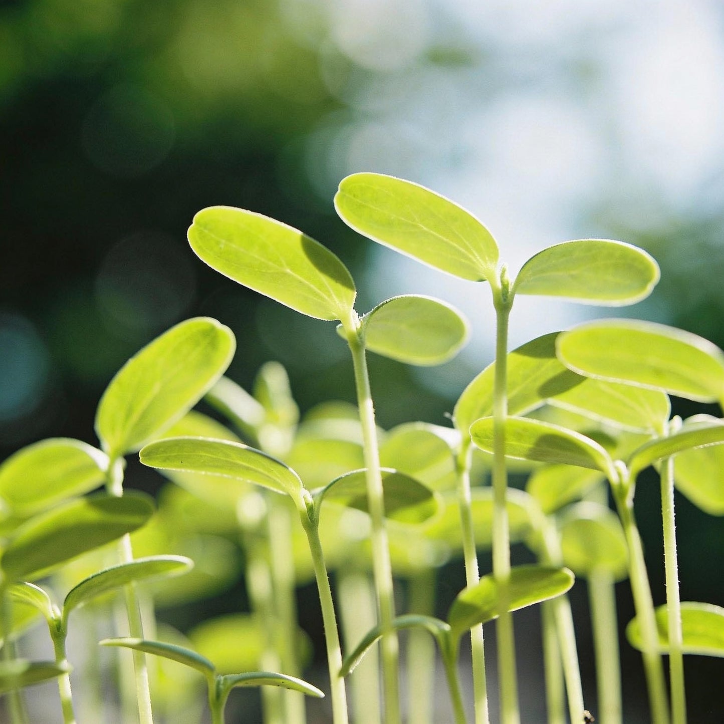 Mexican Sunflower Seeds Mix for Garden Planting