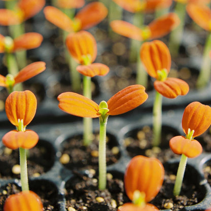 Orange Zinnia Seeds for Garden Planting