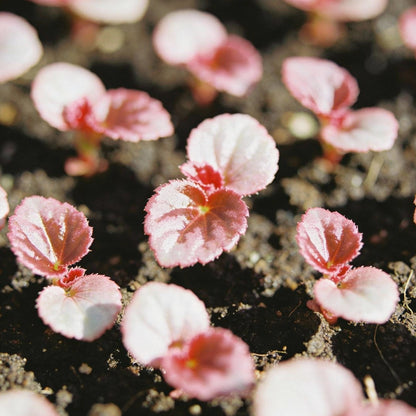 Pink and White Begonia Flower Seeds for Garden Planting