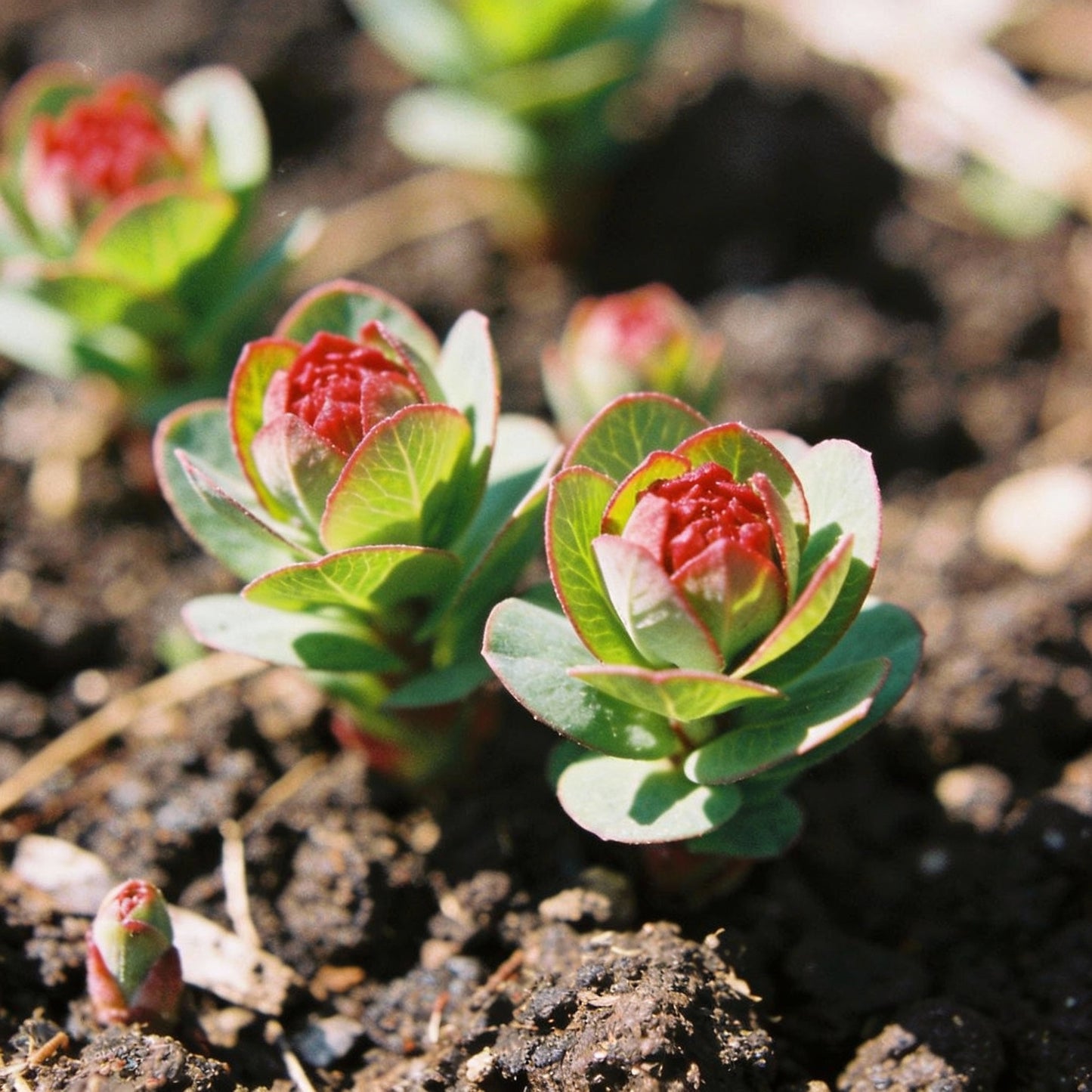 Red Head Wildflower Mix Seeds For Planting – For a Stunning Garden Display