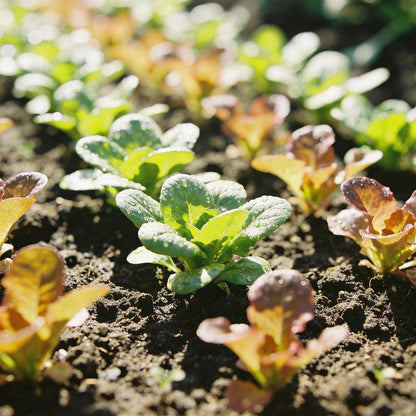 Sunset Mix Flower Seeds for Garden Planting