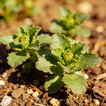 Wallflower Fire King Flower Seeds