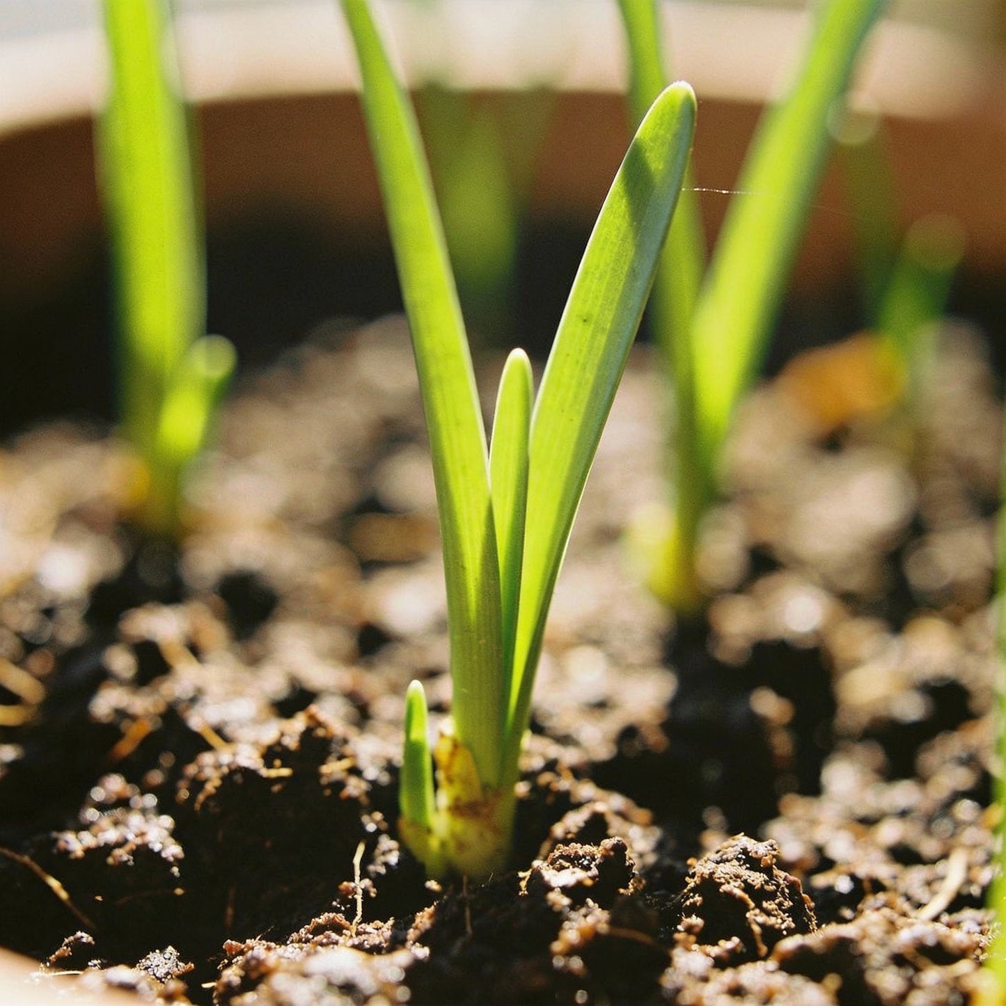 Zephyranthes White Flower Seeds