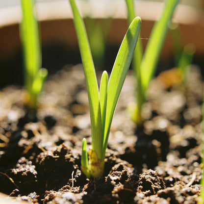 Zephyranthes White Flower Seeds