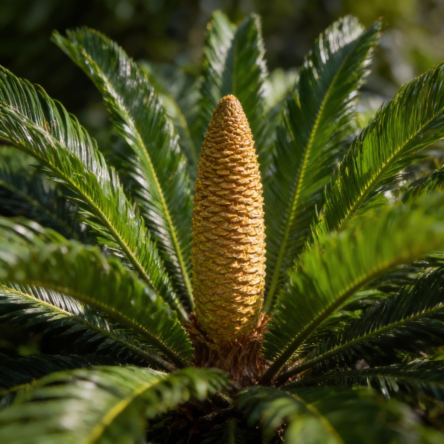 Green Cycads Tree Seeds for Planting – Ornamental Cycad Palm-Like Tree
