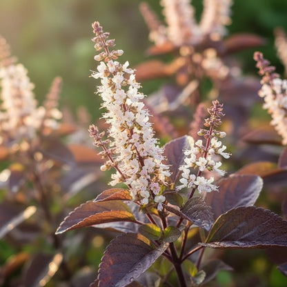 Krishna Tulsi Seeds for Planting – Sacred Purple Holy Basil for Home Garden & Herbal Use